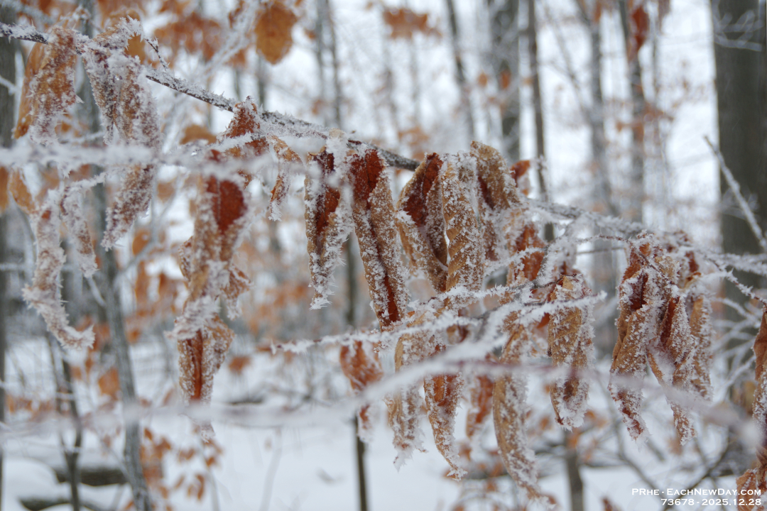 73678PeCrLeUsm - Enjoying the hoar frost and freezing rain